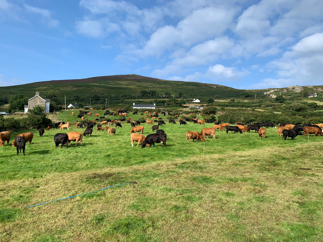 Carreg Farm animals are seen in one big mob all together rotationally grazing, this is why we do it . . .