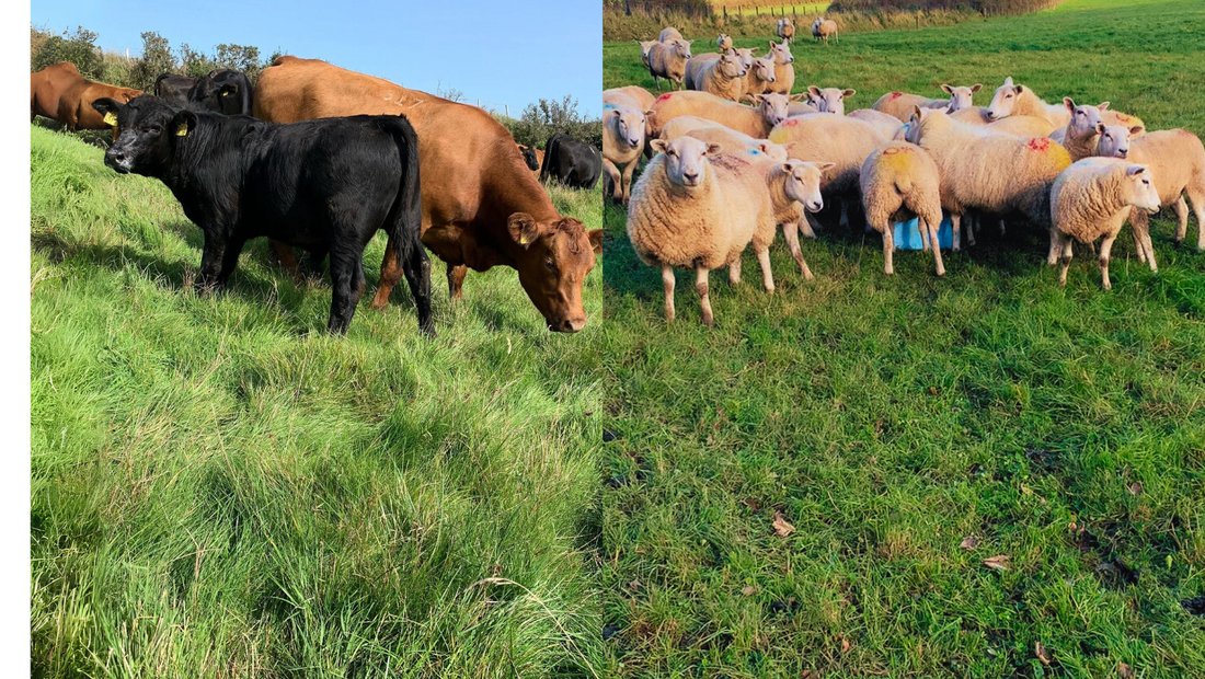 So what breed are these small red and black Cows? What about the Sheep?